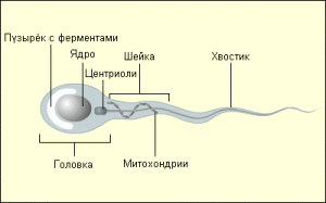 Из чего состоит сперматозоид