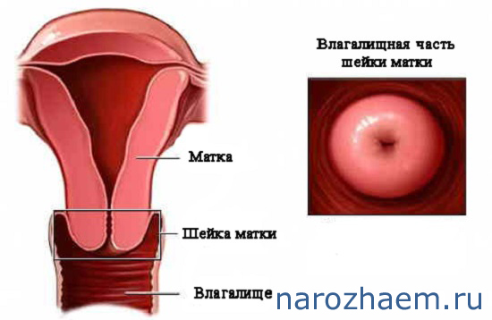 Анатомия шейки