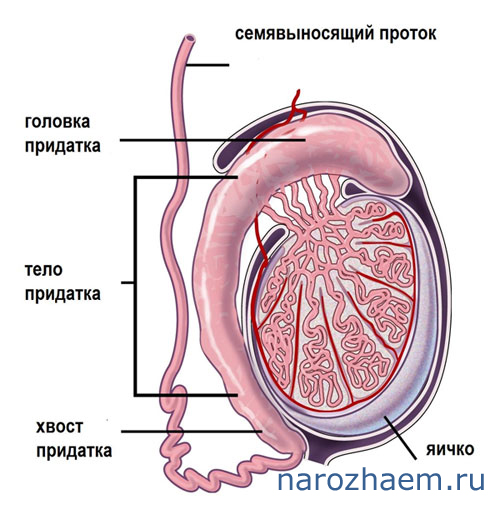 Строение мужской половой системы