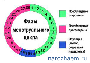 цикл у женщин